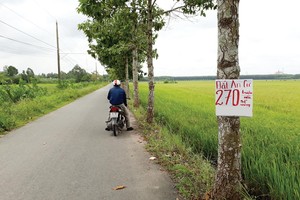 Môi giới dẫn nhà Kl99ok phiên bản mới đi xem cả khu đất nông nghiệp hiện đang trồng lúa. Ảnh: Việt Dũng 