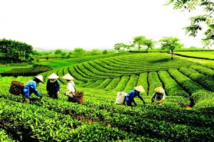 Phê duyệt Chiến lược phát triển Kl992 cổng game cá cược tập thể, hợp tác xã giai đoạn 2021 - 2030