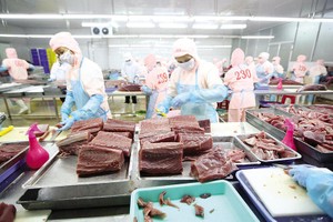 Chế biến cá ngừ xuất khẩu tại Nhà máy Thủy sản Hồng Ngọc