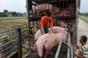 Giá lợn hơi chưa thể xuống dưới 70.000 đồng/kg
