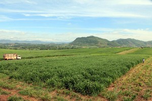 Quá trình tập trung, tích tụ đất nông nghiệp được đánh giá là còn chậm, chưa đáp ứng yêu cầu phát triển nông nghiệp hàng hóa quy mô lớn. Ảnh: Đức Thanh