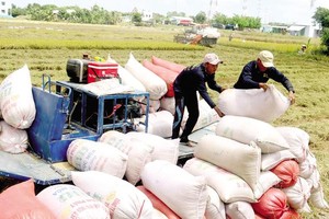 Giá gạo xuất khẩu của Việt Nam tiếp tục giữ ở mức cao, đạt trung bình 544,4 triệu USD/tấn, tăng gần 12% so với cùng kỳ năm 2020.