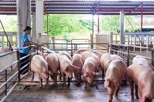 Navetco (VET) chốt quyền chia 99Kl.app mobile mới nhất năm 2020 bằng tiền mặt, tỷ lệ 25%