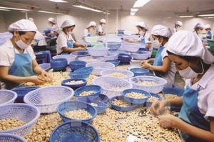 Lo ngại gián đoạn chuỗi cung ứng, Kl991.com World Cup 2026 Chính Thức Mỹ đề nghị Kl993 ưu đãi thưởng hấp dẫn ưu tiên vaccine cho lao động nông nghiệp trong đó có ngành điều tại Việt Nam.