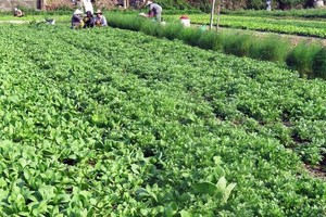 Dự án vườn rau công nghệ cao kết hợp du lịch cộng đồng được Kl99ok phiên bản mới dựa trên sản phẩm đã có sẵn và các hộ dân cùng tham gia góp cổ phần theo các hình thức khác nhau