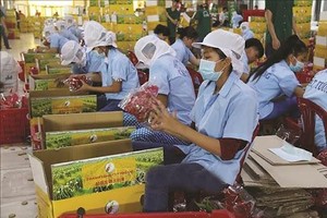 Để xuất khẩu nông sản bền vững sang Anh, Kl991.com World Cup 2026 Chính Thức cần thực hành Kl994 nhà cái bóng đá world cup theo tiêu chuẩn GlobalGAP