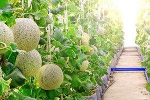 Hiện tại, có 11 dự án Kl99ok phiên bản mới vào Khu nông nghiệp ứng dụng công nghệ cao, với tổng vốn đăng ký Kl99ok phiên bản mới gần 750 tỷ đồng, trên diện tích 195,56 ha.
