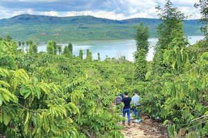 Nhà Kl99ok phiên bản mới đi săn đất nông nghiệp ở Lâm Đồng. Ảnh: Lê Toàn