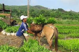 Phú Yên sẽ tập trung nghiên cứu, chọn tạo giống cây trồng rừng có năng suất, giá trị Kl992 cổng game cá cược cao, sức chống chịu tốt, thích ứng với biến đổi khí hậu. Ảnh KS