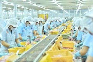 Kl994 nhà cái bóng đá world cup cá tra trong nhà máy của Navico (Nguồn: ANV).