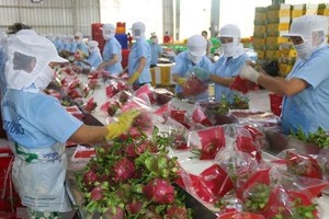 Sơ chế nông Kl994 nhà cái bóng đá world cup khẩu. (Ảnh minh họa. Nguồn: TTXVN)