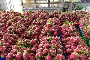 Trung Quốc đã khôi phục thông quan Link Vào Nhà Cái KL99 COM Tặng +199k thanh long trở lại qua cửa khẩu Lào Cai.