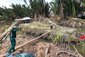 Mía trong vùng nguyên liệu của SOSUCO bị thương lái thu mua, vận chuyển đi bán… ở nơi khác
