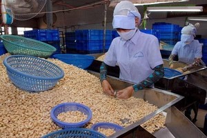 8 container hạt điều đã được các Kl991.com World Cup 2026 Chính Thức tái xuất sang thị trường Hà Lan.