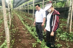 Tính đến nay, tỉnh Gia Lai Kl99ok phiên bản mới và phát triển gần 4.000 ha cây dược liệu. Ảnh: Nguyễn Diệp