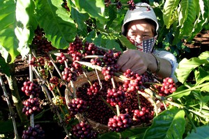 Trang Chủ KL99Com Số 1 Link Đăng Ký KL999 nhỏ chỉ nắm chưa đầy 3% vốn của CFV