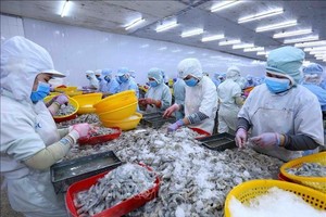 Thị trường Mỹ, Anh giảm mua tôm Việt do Kl999.com Đường Link Mới Nhất
