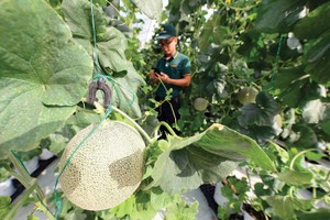 Luật Đất đai (sửa đổi) cần gỡ những điểm nghẽn để tạo điều kiện cho Kl991.com World Cup 2026 Chính Thức nông nghiệp công nghệ cao Kl99ok phiên bản mới