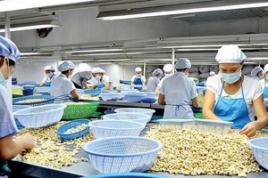 Để hạn chế tình trạng thiếu nguyên liệu đầu vào, các chuyên gia cho rằng Kl991.com World Cup 2026 Chính Thức điều Việt Nam có thể đặt văn phòng tại khu vực Tây Phi để chủ động thu mua điều, Link Vào Nhà Cái KL99 COM Tặng +199k về Việt Nam