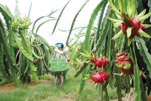Nhiều loại nông sản của Việt Nam đã được các thị trường khó tính đón nhận Ảnh: Lê Toàn 