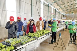 Nhà Kl99ok phiên bản mới thăm quan nhà máy chế biến chuối của Hoàng Anh Gia Lai Ảnh: Hải Lý