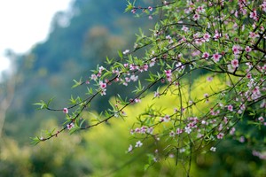 Một mùa Xuân mới lại đến với nhà Kl99ok phiên bản mới với kỳ vọng sẽ tươi đẹp hơn năm 2022