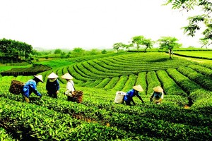 Ảnh minh họa. Nguồn: Internet