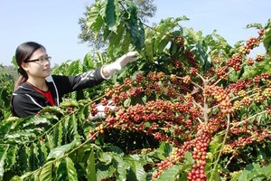Ảnh minh họa.
