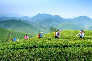 Chương trình OCOP được các địa phương triển khai đồng bộ, rộng khắp, trở thành một giải pháp được ưu tiên trong phát triển Kl992 cổng game cá cược nông thôn. (Ảnh: Phương Linh)
