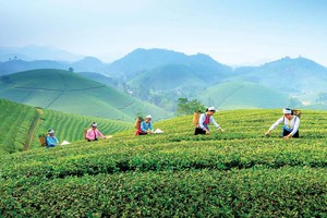 Du khách rất thích thú với trải nghiệm hái chè