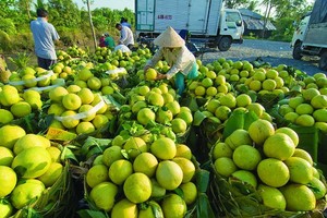 Nông nghiệp Việt Nam: Lĩnh vực luôn nổi trội hơn tất thảy