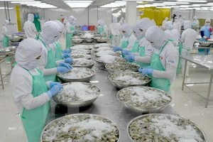Năm 2022, Việt Nam xuất khẩu khoảng 800 triệu USD sản phẩm tôm nước ấm đông lạnh sang Hoa Kỳ