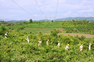 Theo Luật Lâm nghiệp hiện hành, không ít dự án Kl99ok phiên bản mới công có nhu cầu chuyển mục đích sử dụng rừng tự nhiên mất khá nhiều thời gian để được phê duyệt.
