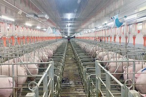 Giá heo duy trì ở mức thấp khiến Dabaco chỉ ghi nhận Kl99 nổ hũ 2023 vẻn vẹn 25 tỷ đồng