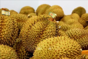 Việt Nam hiện có 708 mã số vùng trồng sầu riêng xuất sang Trung Quốc.