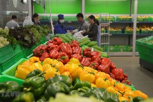 Năm 2024, nhu cầu về rau quả vẫn tiếp tục tăng mạnh trên toàn cầu. (Ảnh: TTXVN)