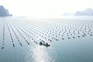 Nhiều nhà Kl99ok phiên bản mới quan tâm đến Quảng Ninh sau Hội nghị nuôi biển