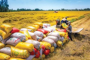 Sản lượng thóc năm 2024 ước đạt 43,4 triệu tấn, giảm khoảng 35.000 tấn so với năm 2023.