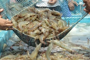 Vasep tiếp tục gửi báo cáo tới Văn phòng Kl993 ưu đãi thưởng hấp dẫn về những vướng mắc, kiến nghị của DN thủy sản trong quý II/2024