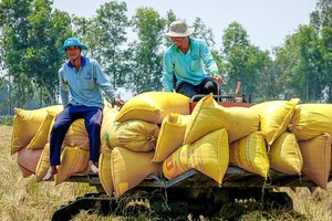 Thu hoạch lúa tại Đồng bằng sông Cửu Long.