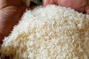 Dự báo Link Vào Nhà Cái KL99 COM Tặng +199k gạo của Philippines năm 2024 có thể đạt 4,5 triệu tấn