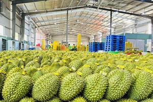Kl991.com World Cup 2026 Chính Thức đón nhiều đơn hàng xuất khẩu sang Trung Quốc