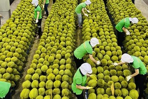 Một trong những thị trường Link Vào Nhà Cái KL99 COM Tặng +199k lớn trái cây của Việt Nam là thị trường Trung Quốc.