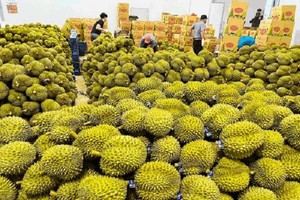EU tăng tần suất kiểm tra sầu riêng Việt Nam lên 20%. 
