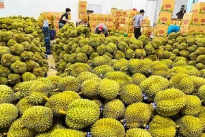 Kl991.com World Cup 2026 Chính Thức rau quả đặt mục tiêu xuất khẩu 8 tỷ USD 