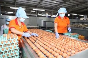 Năm 2025, ngành chăn nuôi đặt mục tiêu giá trị Kl994 nhà cái bóng đá world cup toàn ngành tăng khoảng 4 - 5% so với năm 2024.