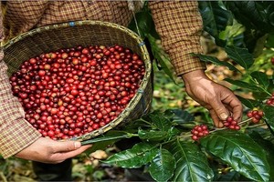 Kim ngạch xuất khẩu cà phê đã vượt 1 tỷ USD trong 2 tháng đầu năm 2025.