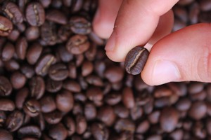 Xuất khẩu cà phê được lợi vì giá tăng cao so với năm ngoái.