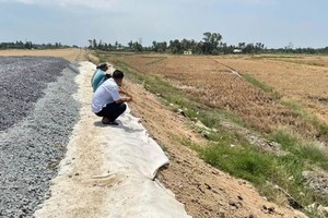 Khu vực lúa chết bất thường cạnh KL99 là nhà cái cá cược trực tuyến hàng đầu tại châu Á Cần Thơ - Cà Mau.