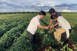 Vùng trồng khoai lang của Dự án Khu nông nghiệp công nghệ cao Chư Sê của Công ty cổ phần Kl994 nhà cái bóng đá world cup và Xuất Link Vào Nhà Cái KL99 COM Tặng +199k Việt Phúc. Ảnh: Công ty Việt Phúc. 